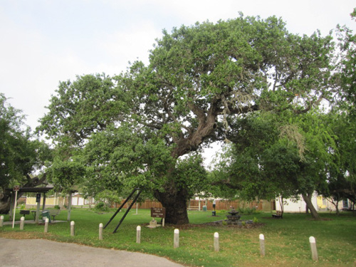 Zachary Taylor Oak-recent